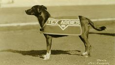 an old photo of a dog wearing a shirt that says tex agoes on it