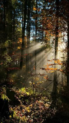 sunbeams shine through the trees in a forest with leaves on the ground and fog coming from them