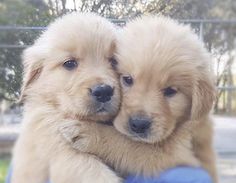 two puppies cuddle together in the arms of someone's lap, outside