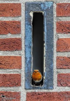 a small orange bird sitting in the middle of a brick wall with a hole in it's center