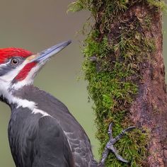 a close up of a bird on a tree with moss growing on it's side