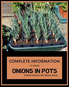 an image of onions in pots with the title'complete information to grow onions in pots from seeds or seedlings '