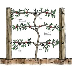 the parts of a tree labeled in this diagram are shown with their branches and leaves