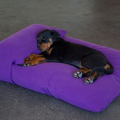 Dog bed with head pillow Pet Market, Head Pillow, Rottweiler Puppies, Dog Sofa, Pet Life