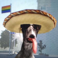 a dog wearing a sombrero and sticking its tongue out