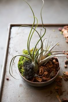 an air plant sitting in a bowl on top of a table