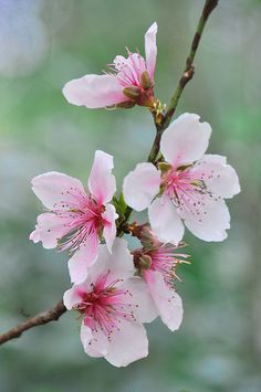 pink flowers are blooming on a tree branch