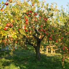 an apple tree with lots of red apples on it and picnic table in the background