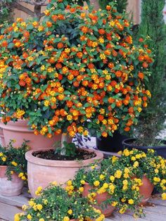 several potted plants with orange and yellow flowers