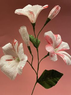 three white and pink flowers are in a vase on a table with green leaves, against a pink background