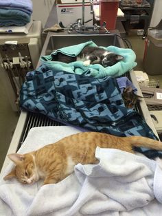 two cats laying on top of towels in a hospital room next to an ironing board