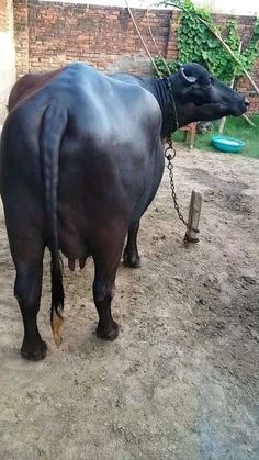 an animal that is chained to a chain on its neck and standing in the dirt