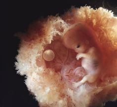 an orange and white photo of a baby in the center of some fluffy stuff on top of it