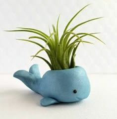 a blue ceramic whale planter with air plants in it's mouth, on a white surface