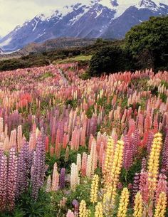 a field full of flowers with mountains in the background