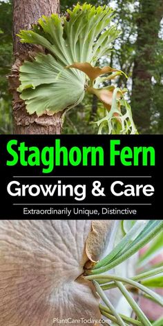 staghorn fern growing and care