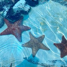 three starfishs are swimming in the water