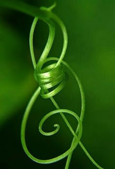 Vines Photography, Vine Photography, Music Key, Everything Green, Green Photography, I Love Green, The Color Green, Nature Music