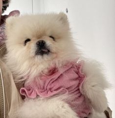 a small white dog wearing a pink shirt on it's back while being held by a woman