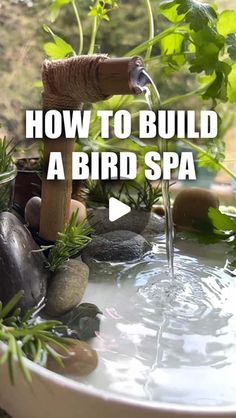 a bird bath with plants and rocks in the water that says how to build a bird spa