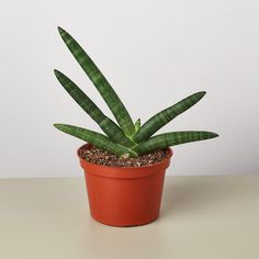 Snake Plant 'Starfish' - House Plant Shop Sansevieria Cylindrica, Autumn Fern, Low Maintenance Indoor Plants, Sansevieria Plant, Mother In Law Tongue, Natural Air Purifier, Snake Plants, Air Purifying Plants, Easy Plants