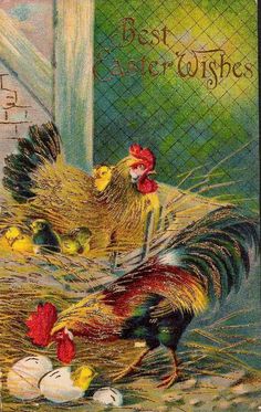 an old postcard with chickens and roosters in the nest on it's side