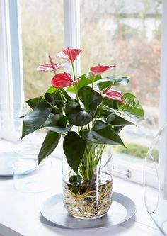 a potted plant sitting on top of a window sill