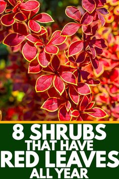 red leaves with the words 8 shrubs that have red leaves all year