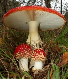 two red and white mushrooms sitting in the grass