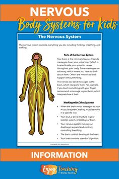 the nervous system for kids information booklet