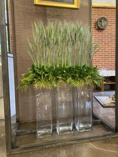 three clear vases with plants in them