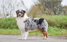 a dog standing on the side of a road