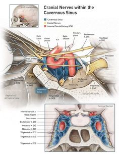 the cranil neves within the cavennaus sinus is shown in this diagram