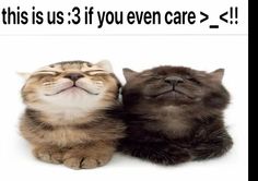 two cats laying next to each other with the caption, this is us 3 if you even care