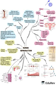 the human reproduction process is shown in this diagram