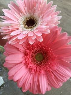 two pink flowers with white centers in a vase