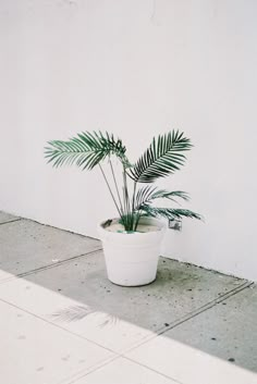 a potted plant sitting on the sidewalk next to a white wall with palm leaves