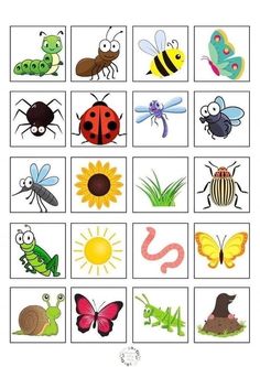 an image of bugs and insects matching pictures