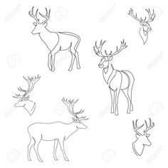 four different types of deers with antlers on their heads stock photo and royalty