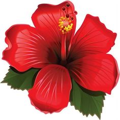 Hibiscus Icon, Hibiscus Drawing, Hibiscus Bouquet, Hibiscus Drink, Growing Hibiscus, Hibiscus Tree, Hibiscus Garden, Hibiscus Leaves, Hibiscus Tattoo