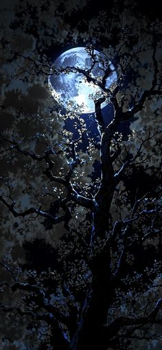 a full moon shines through the branches of a tree