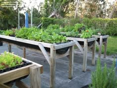 several wooden planters with plants growing in them