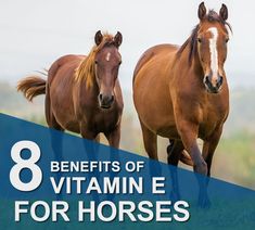 Vitamin E Benefits, Muscle Diseases, Exercise Recovery, Benefits Of Vitamin E, Horse Supplements, After Exercise, Fat Soluble Vitamins