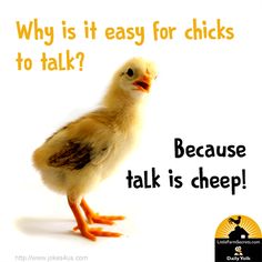 a chicken is standing in front of a white background with the words, why is it easy for chicks to talk?