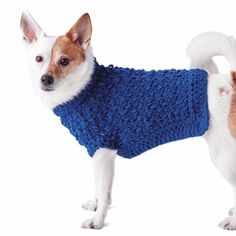 a small dog wearing a blue sweater standing on a white background in front of the camera