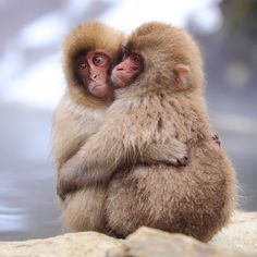 two monkeys sitting next to each other near water