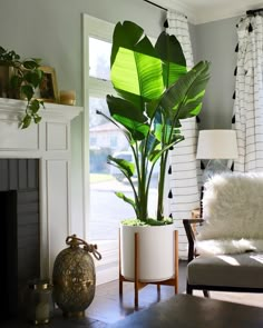 a living room filled with furniture and a large green plant in a white pot next to a fire place