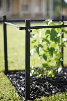 a small garden with green plants growing in the ground and on top of black metal bars