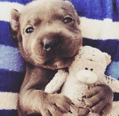 a puppy is holding a stuffed animal on a blanket