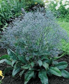 the blue flowers are blooming in the garden